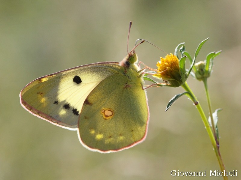 Colias...? Colias crocea f. helice, Pieridae